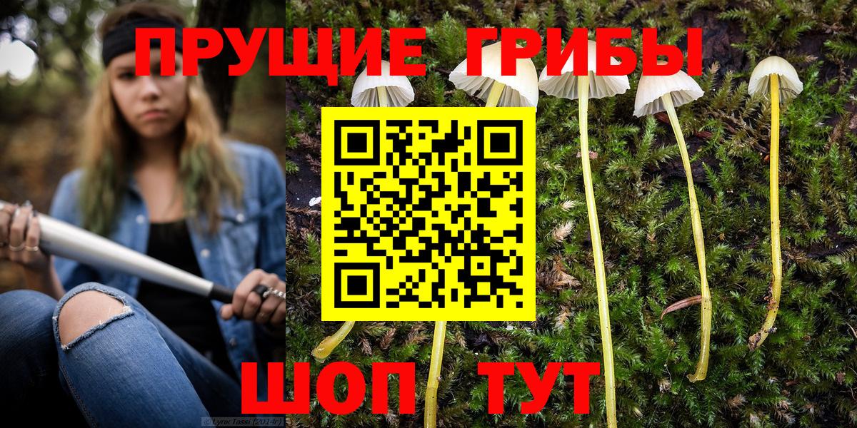 Новокубанск  где купить наркотик  Вход с VPN  Галлюциногенные грибы Psilocybe 